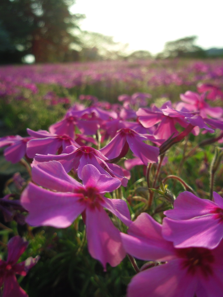 2017/04/30_花の丘農林公苑の夕暮れ芝桜