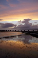 2015/06/28_水田の夕暮れ