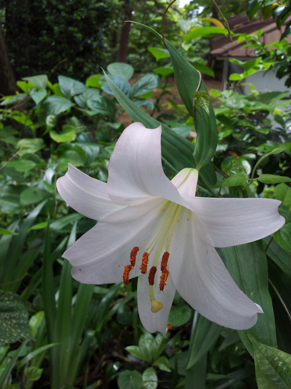 2018/06/16_天神山の百合