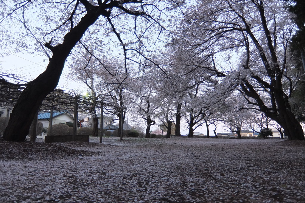 2014/04/06_散りゆく桜