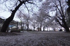 2014/04/06_散りゆく桜