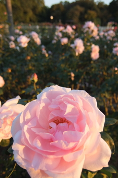 2015/10/18_伊奈バラ園の薔薇