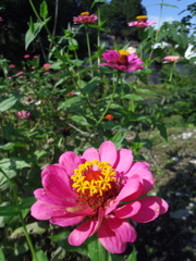 2017/10/09_外秩父山中の百日草?