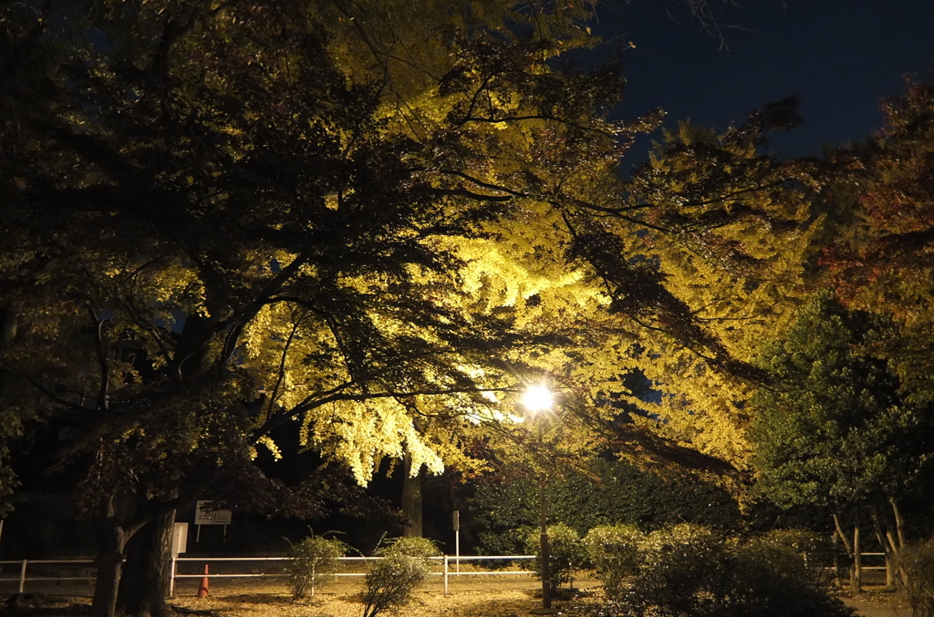 2014/11/24_夜の別所沼公園
