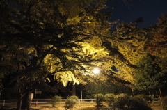2014/11/24_夜の別所沼公園
