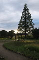 2014/06/29_夕暮れの伊奈町制施行記念公園