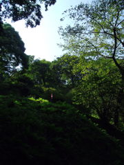 2017/09/10_木漏れ日