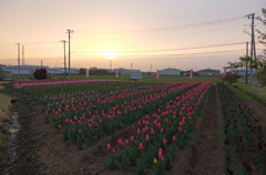 2016/04/10_夕暮れの花のオアシス