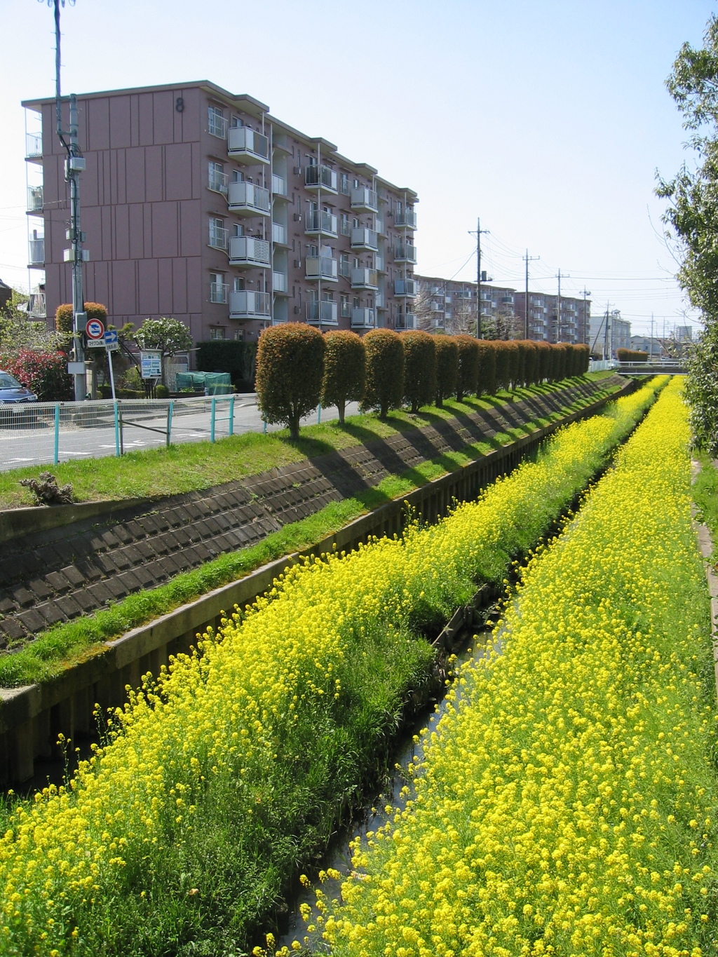 2019/04/06_芝川の菜の花