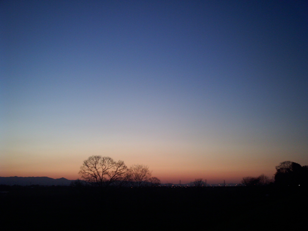 2014/03/22_夕暮れの木