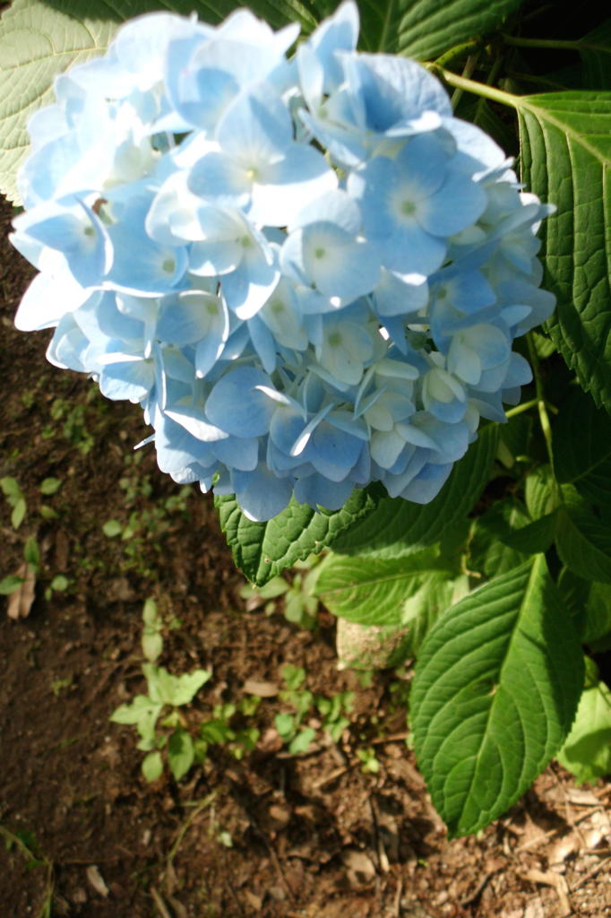 2014/06/15_伊奈アジサイ園