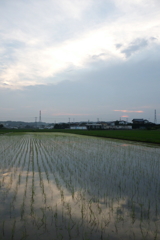2016/07/02_水田の夕暮れ