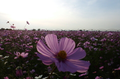 2015/11/01_吹上のコスモス畑