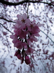 2017/04/01_上平公園の花