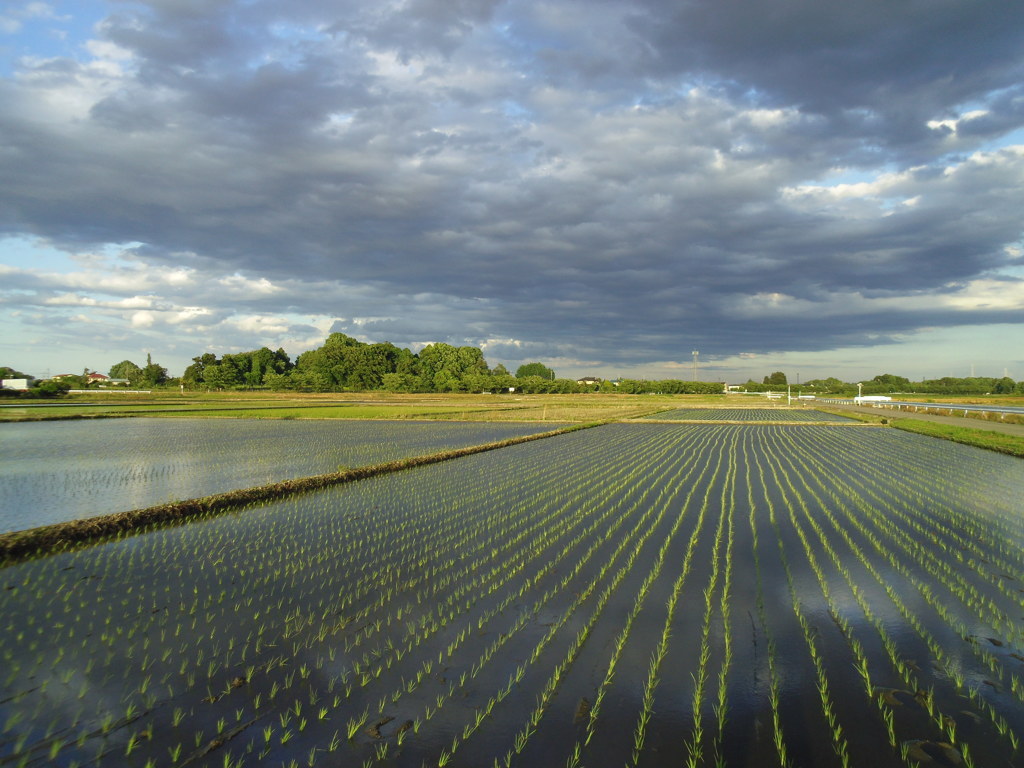 2017/06/04_水田に雲