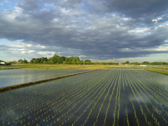 2017/06/04_水田に雲