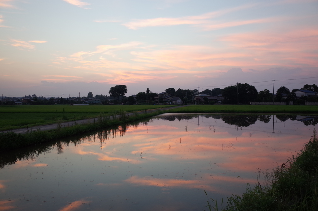2015/07/25_水田の夕暮れ