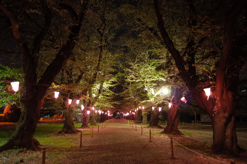 2016/04/10_小室無線山の夜桜