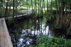 2014/06/14_伊奈町制施行記念公園の池