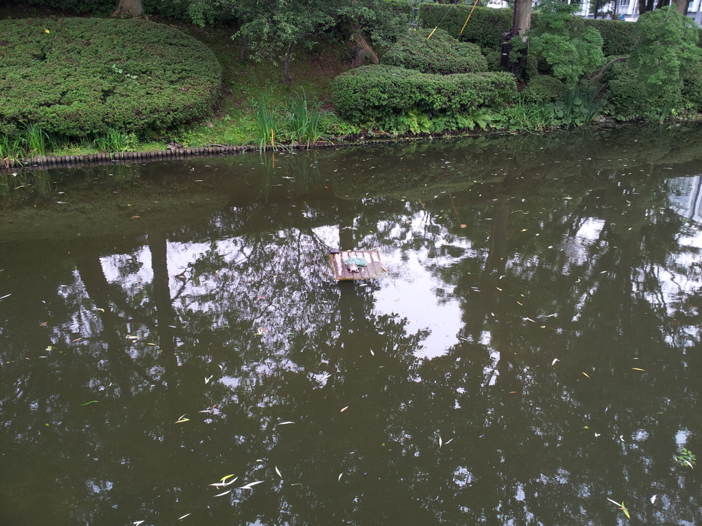 2018/07/15_盛岡城跡公園（岩手公園）亀ケ池の亀