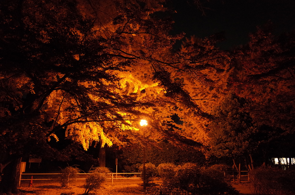 2014/11/24_夜の別所沼公園