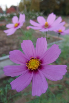 2015/10/18_伊奈バラ園のコスモス