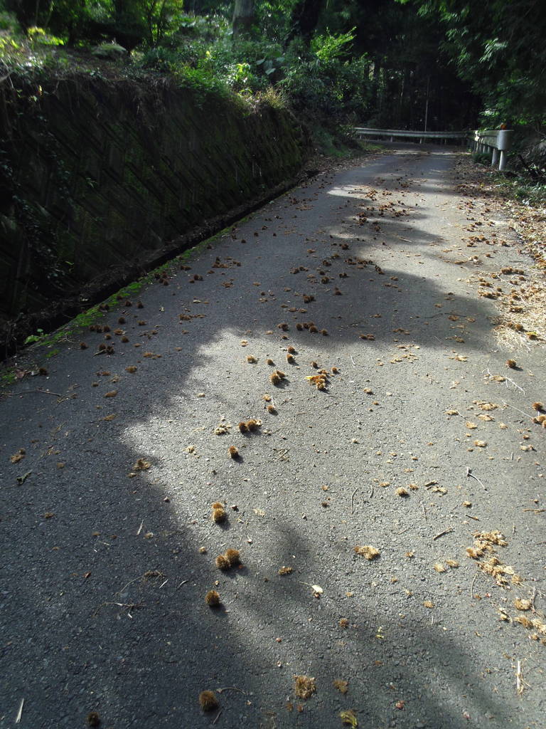 2017/10/09_外秩父の林道に落ちていた栗