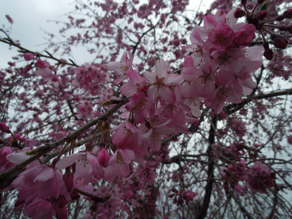 2017/04/01_上平公園の花