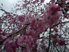 2017/04/01_上平公園の花