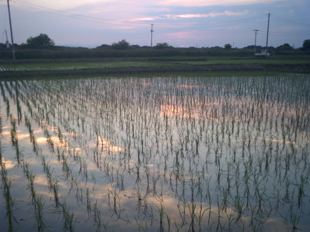2015/05/24_水田の夕暮れ