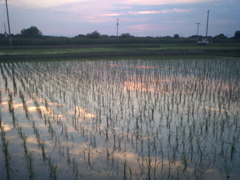 2015/05/24_水田の夕暮れ