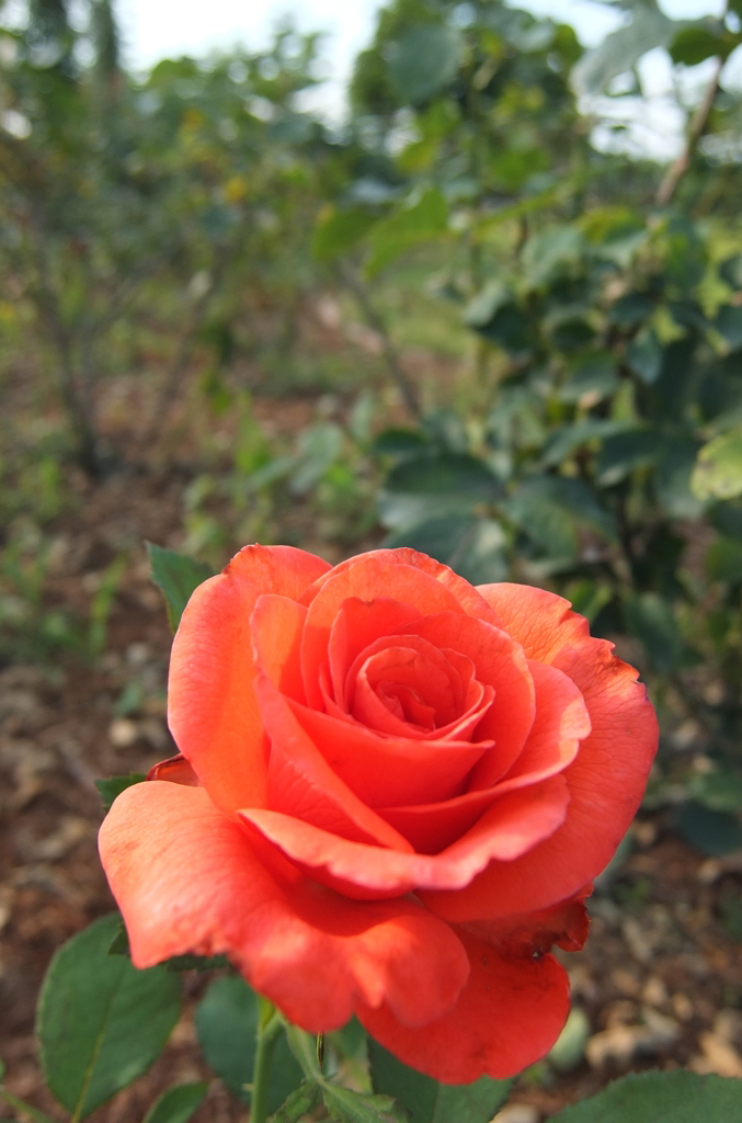 2014/06/15_伊奈バラ園