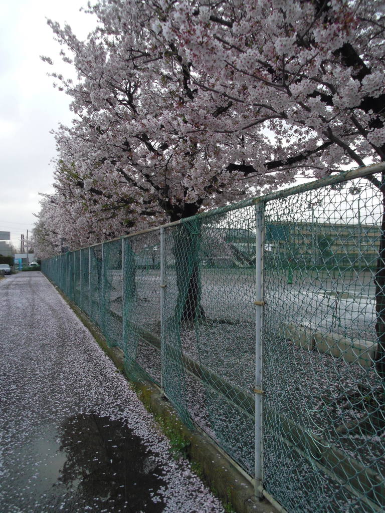 2017/04/09_曇天の桜と水溜まり