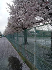2017/04/09_曇天の桜と水溜まり