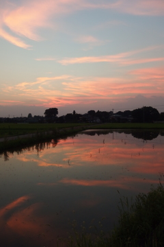 2015/07/25_水田の夕暮れ 