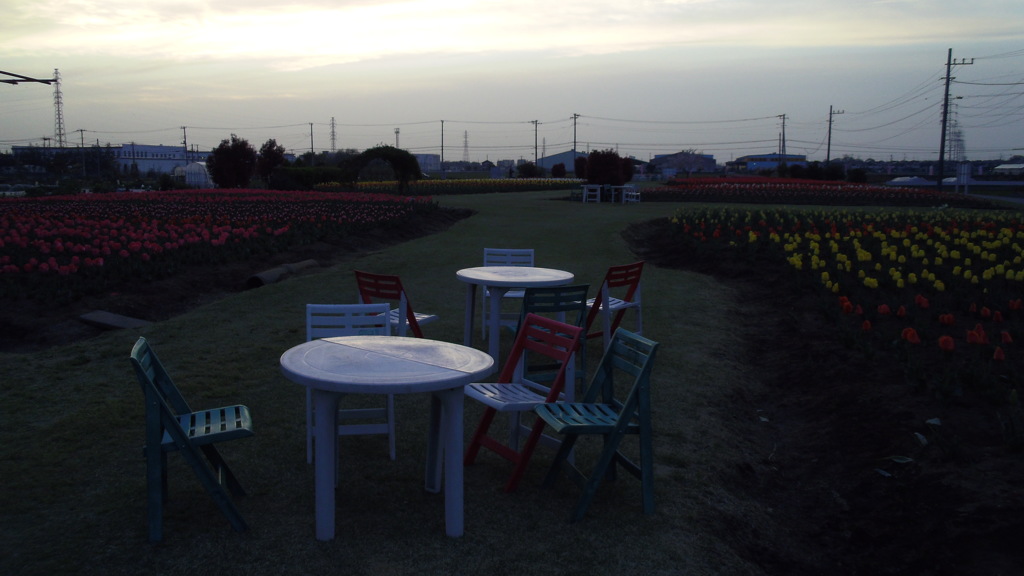 2016/04/10_夕暮れの花のオアシス