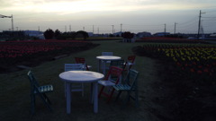 2016/04/10_夕暮れの花のオアシス