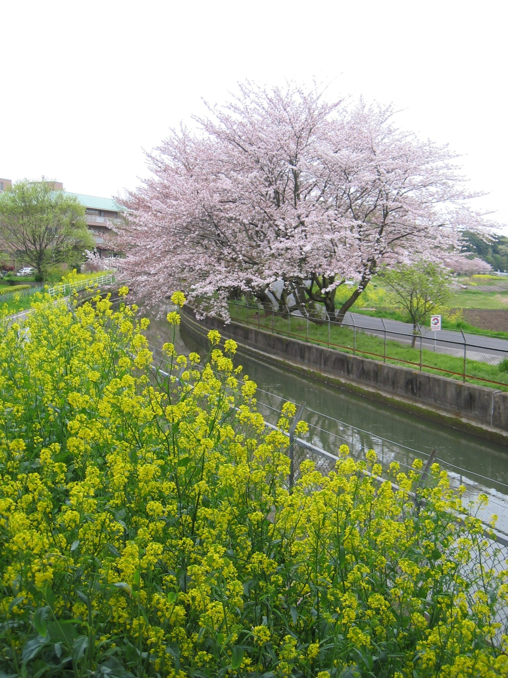 2016/04/10_見沼代用水の桜と菜の花