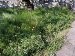 2017/05/05_ナガミヒナゲシ