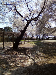 2019/04/06_氷川児童公園の桜