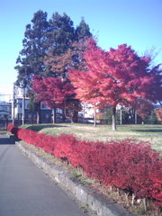 2016/11/14_土淵川吉野町緑地の紅葉