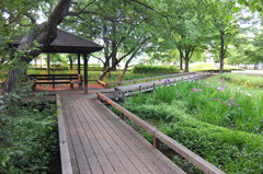 2014/06/14_伊奈町制施行記念公園の池