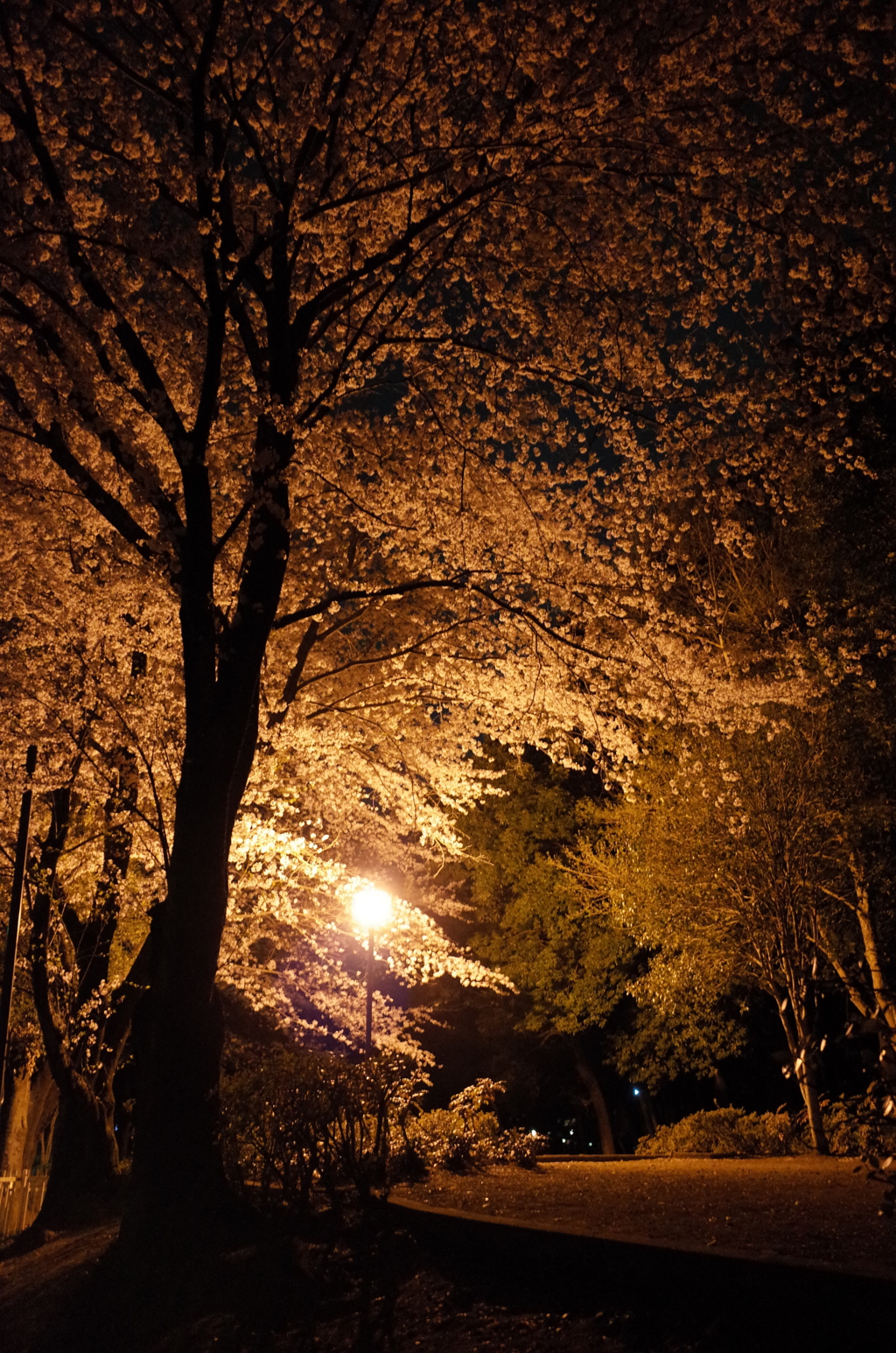 2015/04/04_氷川児童公園の夜桜