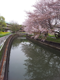 2016/04/10_見沼代用水の桜（と菜の花）