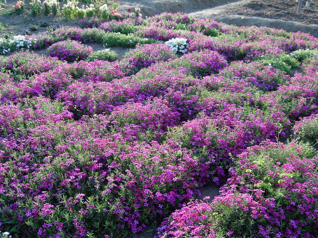 2017/05/05_花のオアシスの芝桜