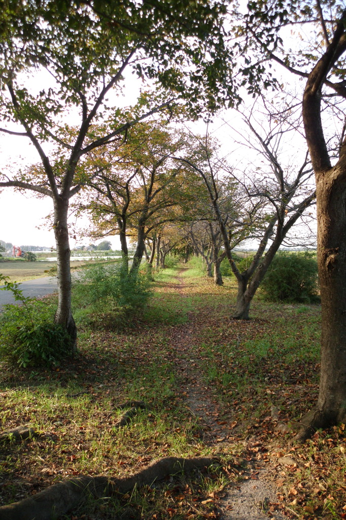 2015/09/23_散歩道