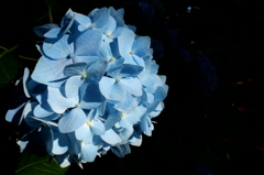 2014/06/15_伊奈アジサイ園