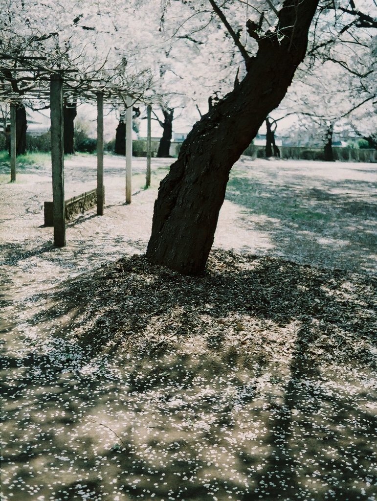 2019/04/06_氷川児童公園の桜