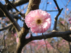 2016/03/20_農林公園の梅（楊貴妃）