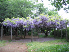 2017/05/03_氷川児童公園の藤